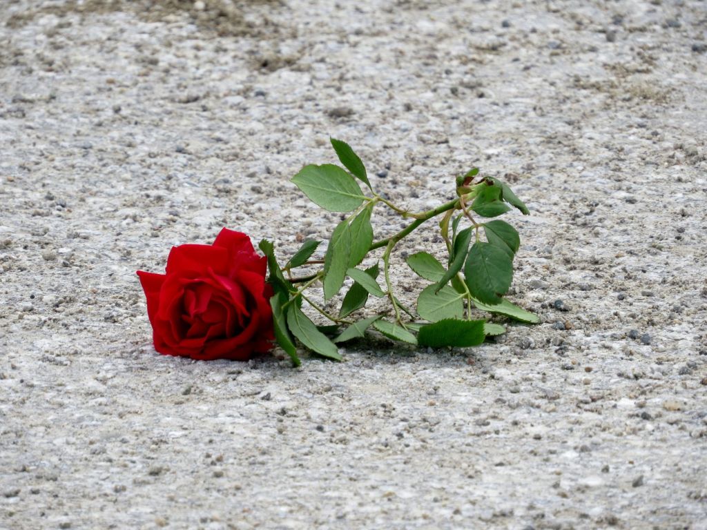 On Nat’l Book Lovers Day…Is Your Love a Lonely&nbsp;One?
